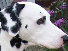 Aus der Reichelsdorfer Wurfkiste