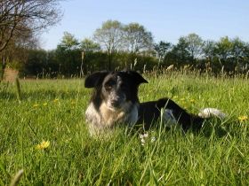 Hundeschule Lüttecke