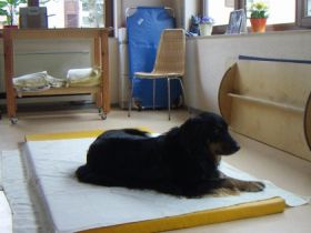 Praxis für Kleintiere und Tierphysiotherapie