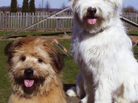 1a Hundepension Werths Willich-Neersen