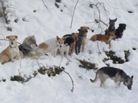 Hundezentrum-best-friend