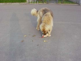 Ganzheitliche Hundeschule Weißgerber