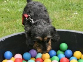 HundTotal HundeErziehungsBeratung-Hundeschule