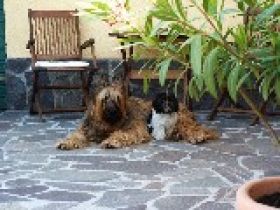 4 Pfoten Hundebetreuung, Hundepension