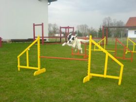 Hundeschule Allgäu in Bayern