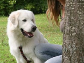 REthink Mensch-Hund-Coaching Dinkelsbühl
