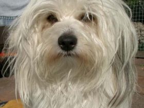 of Bavarian Moonlight