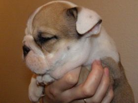 z Podharajchu Zvolen