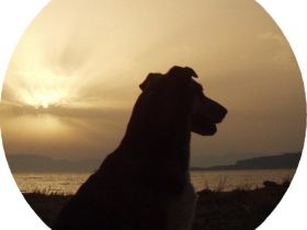 Assistenzhundeschule Solveig Burauen