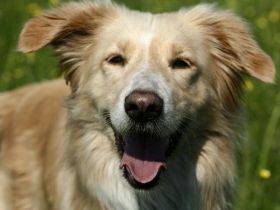 Sanny's Hundeservice