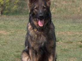 von den Pankower Wiesen