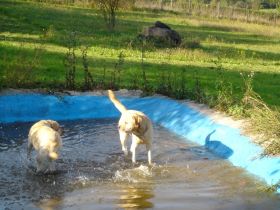 Hundepension Charly in Rheinland-Pfalz
