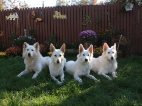 of the white Dreamdogs