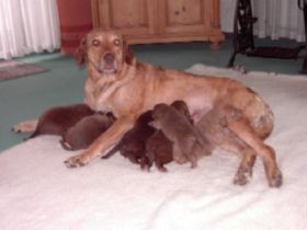 von den Steinernen Jungfrauen