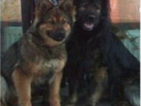 vom Petershagener Wald