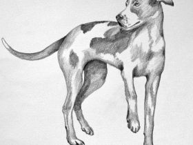 Mobile Tierheilpraxis