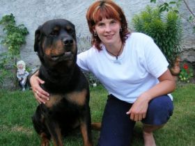 Leinelos Hundetraining