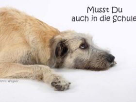 Hundeschule Mobile Hunde in Lünen
