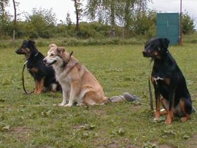 Hundeschule Hamwarde