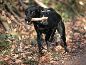 canis major - Christine Holst