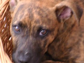 Ausbruchsicher für Hunde im schönen Ferienhaus