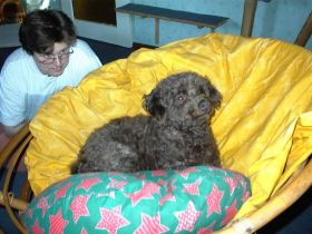 Tierpension "Cherry"