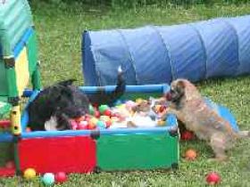 Hundessportverein Diessen am Ammersee / Hundetrainer