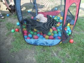 Krufter Hundefreunde