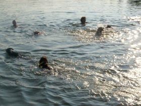 Hundeschule-Lange in Northeim/Osterode