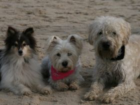 CLF mobile Hundeschule im Rhein Neckarkreis