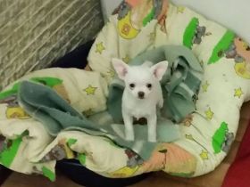 from the Mexican Hasienda