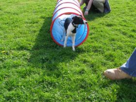 Hundeausbildung-Quierschied Ulrike Müller, saarland
