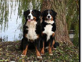 vom Großen Plöner See