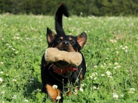 Hundeerziehungsberatung "Partner-Hund"