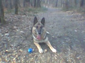 Hundeschule/Verhaltensberatung Susi & Strolch