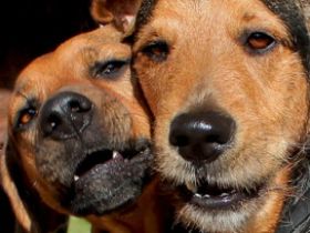 + hundplus + Hundetagesstätte Bonn