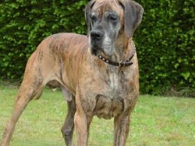 vom Giardino Tedesco