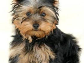 Beauty Pearls vom Welland