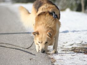 Hundeschule Rudelberater im Rheinland