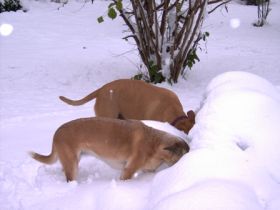 Hundeschule & Salon Teamwork