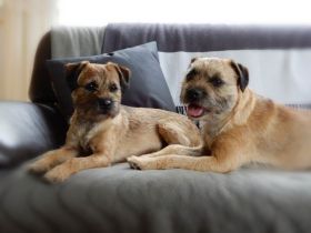 from the sunny Highlands