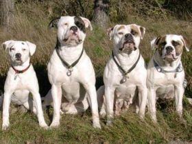 Chestnut's Little Indians