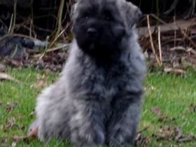Bouvier des Flandres Zucht
