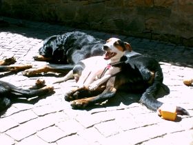 Hundepension Wawerzinek