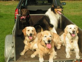 Team Dog Lingen Hundeausbildungszentrum