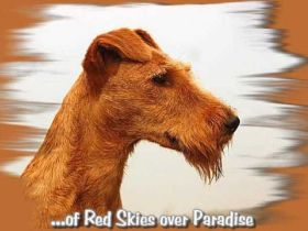 of Red Skies over Paradise