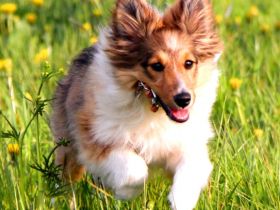 Gabis Hundeschule bei Pfaffenhofen a. d. Ilm