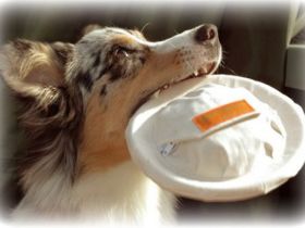 flybee Zentrale Hundezentrum Mensch-Hund