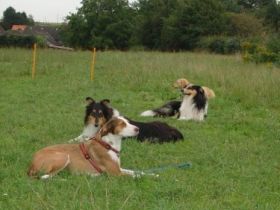 N.A.T. natural animal therapie