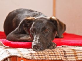 Hundewelt Georgia Greuter